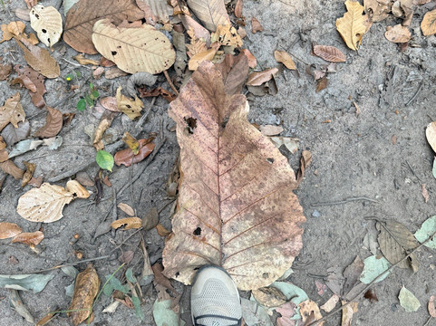 Mae Wang National Park-夜旺必去景点