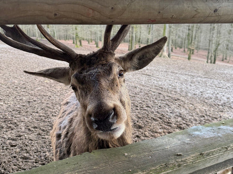 Wild- & Erlebnispark Daun-Daun必去景点
