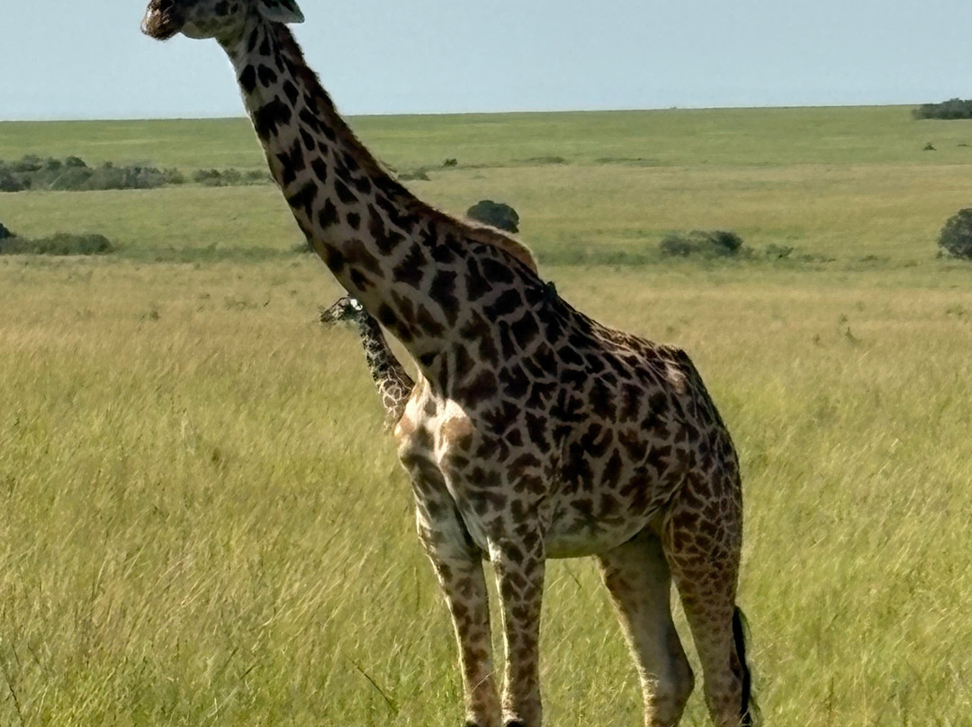 Hyrax Safaris-Ololaimutiek必去景点