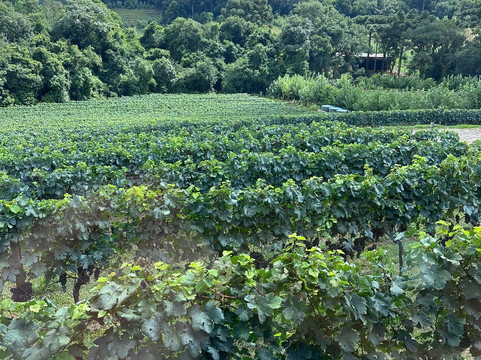 Don Laurindo-本图贡萨尔维斯必去景点