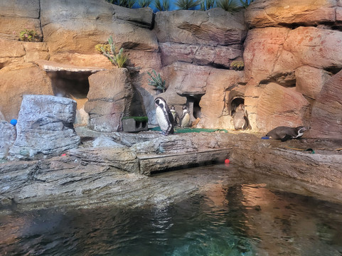 Mote Marine Laboratory & Aquarium-萨拉索塔必去景点