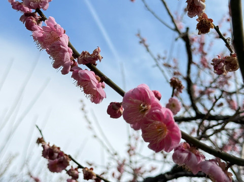 热海梅花园-热海市必去景点