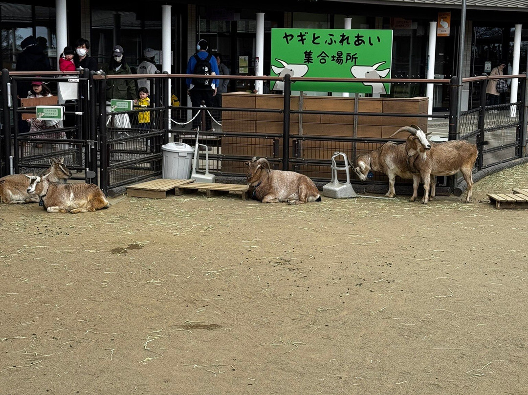 八木山动物公园-仙台市必去景点