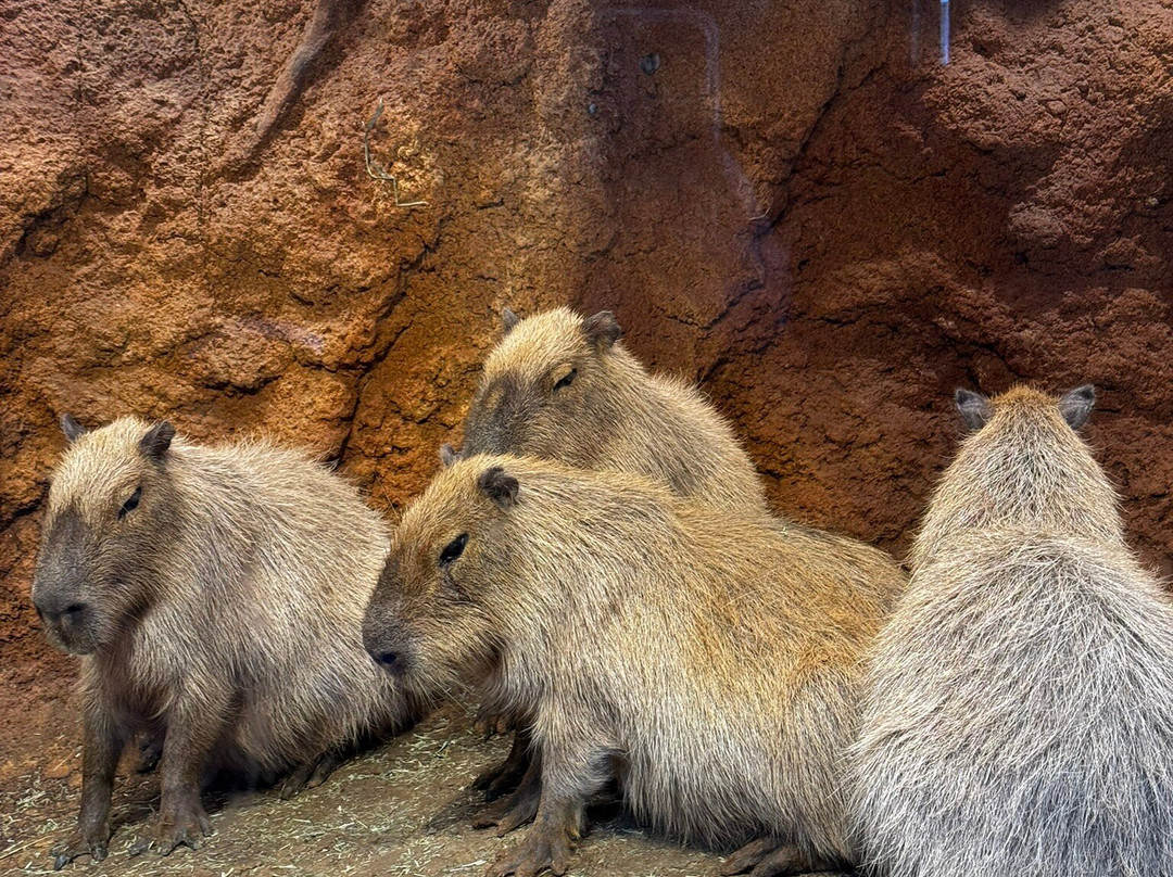八木山动物公园-仙台市必去景点