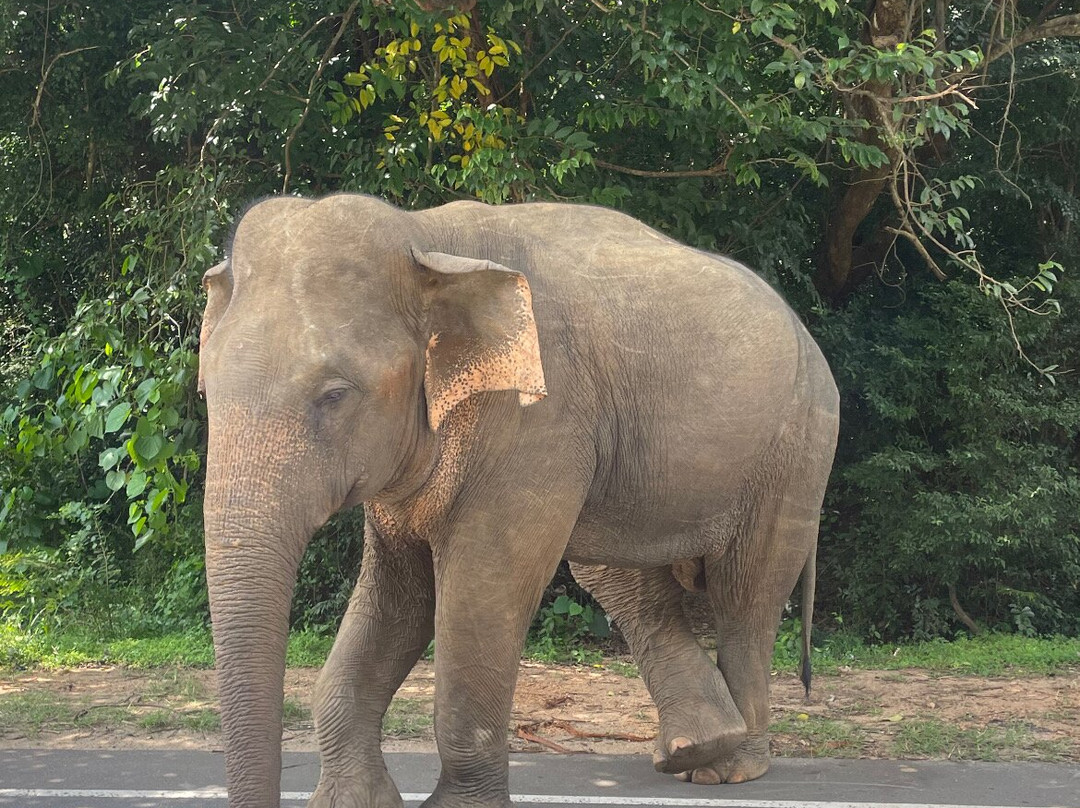 Urlaub Reisen Srilanka-Aluthgama必去景点