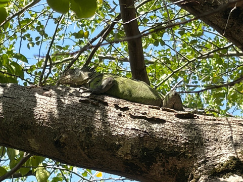 Aqua XS-Le Robert必去景点