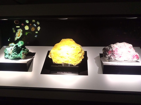 卡内基自然历史博物馆-匹兹堡必去景点