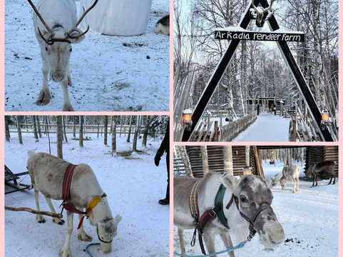 Sea Lapland Safaris-凯米必去景点