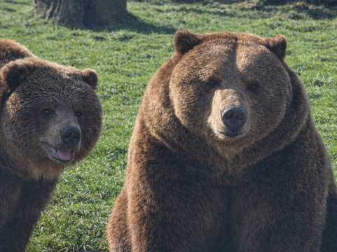 The Scottish Deer Centre-库珀必去景点
