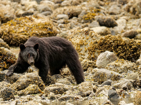 Vancouver Island Photo Tours-Port McNeill必去景点