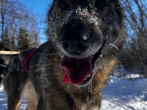 The Alaska Dogstead Mushing Company-Big Lake必去景点