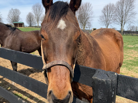 Old Friends at Dream Chase Farm-Georgetown必去景点