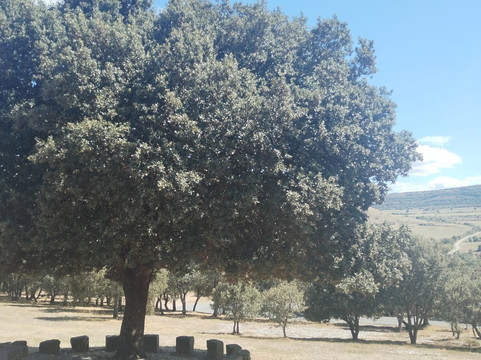 La Encina Sagrada-Cueva必去景点