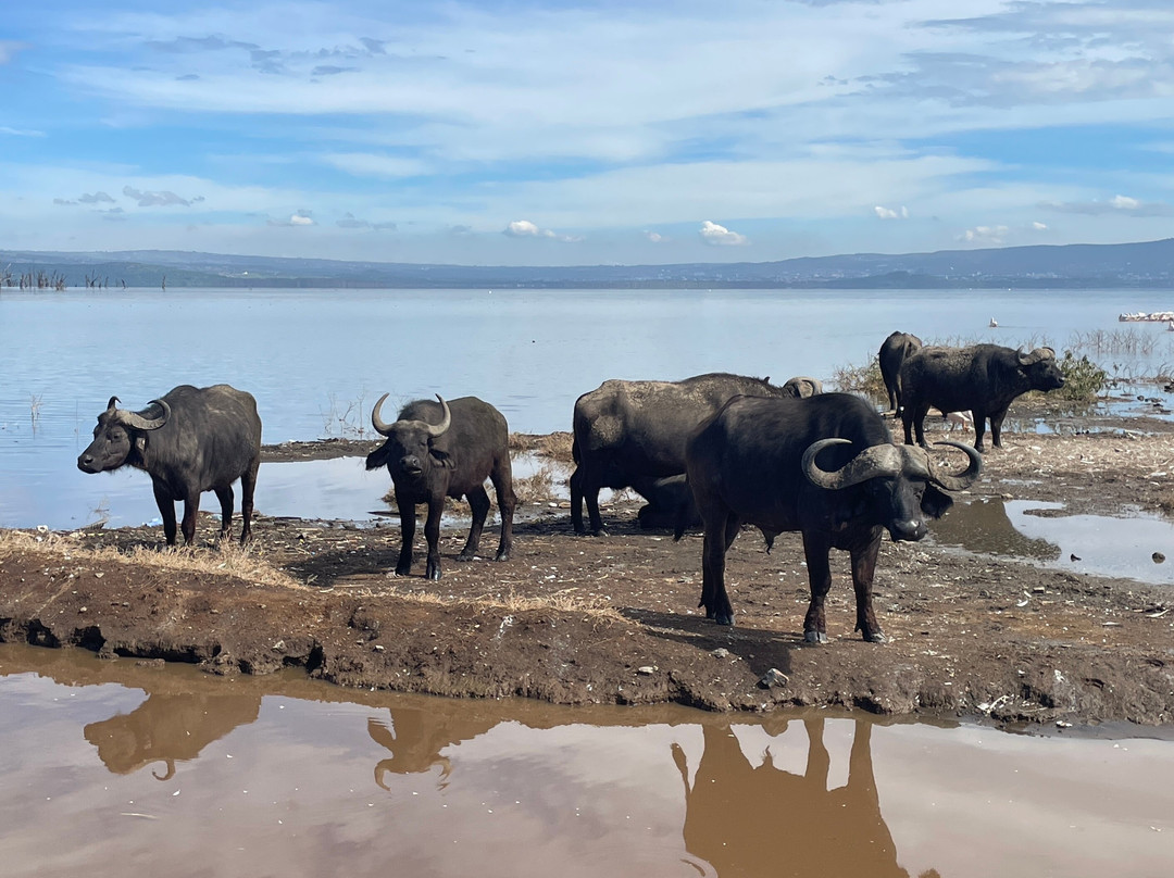 Malnodez Safaris-纳库鲁必去景点