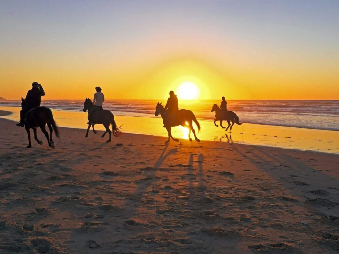 Horse hurghada-赫尔格达必去景点