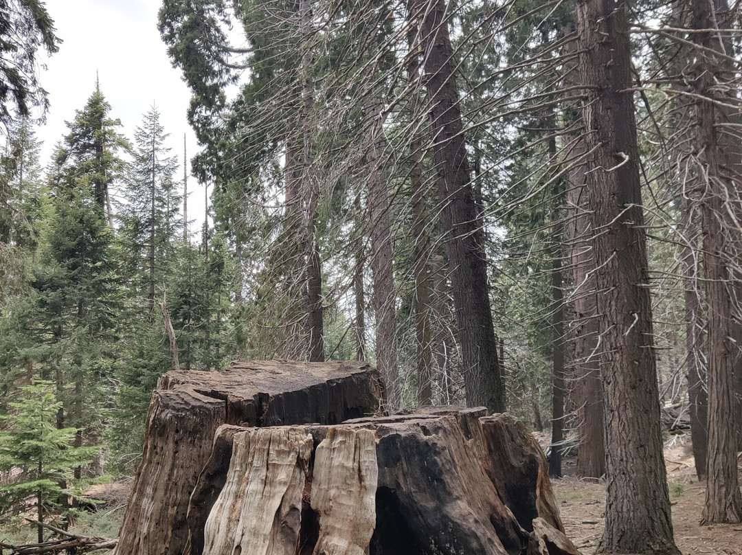 Big Stump Basin-红杉&国王峡谷国家公园必去景点