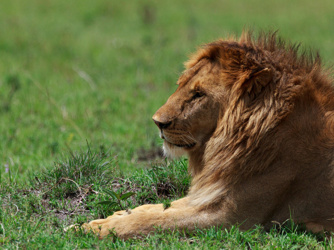 Afrimaj Safaris