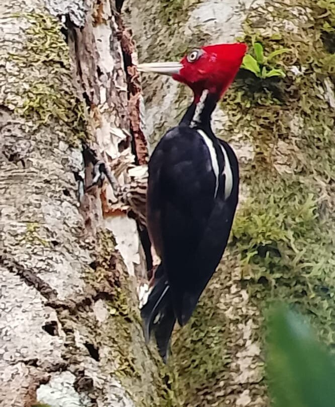 Corcovado Guia CR-希门尼斯港必去景点