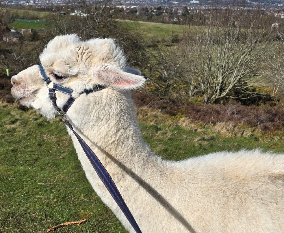 BobCat Alpacas-爱丁堡必去景点