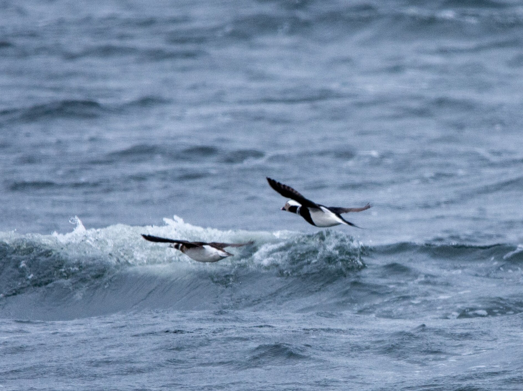 Dolphin Spirit Inverness-因弗内斯必去景点