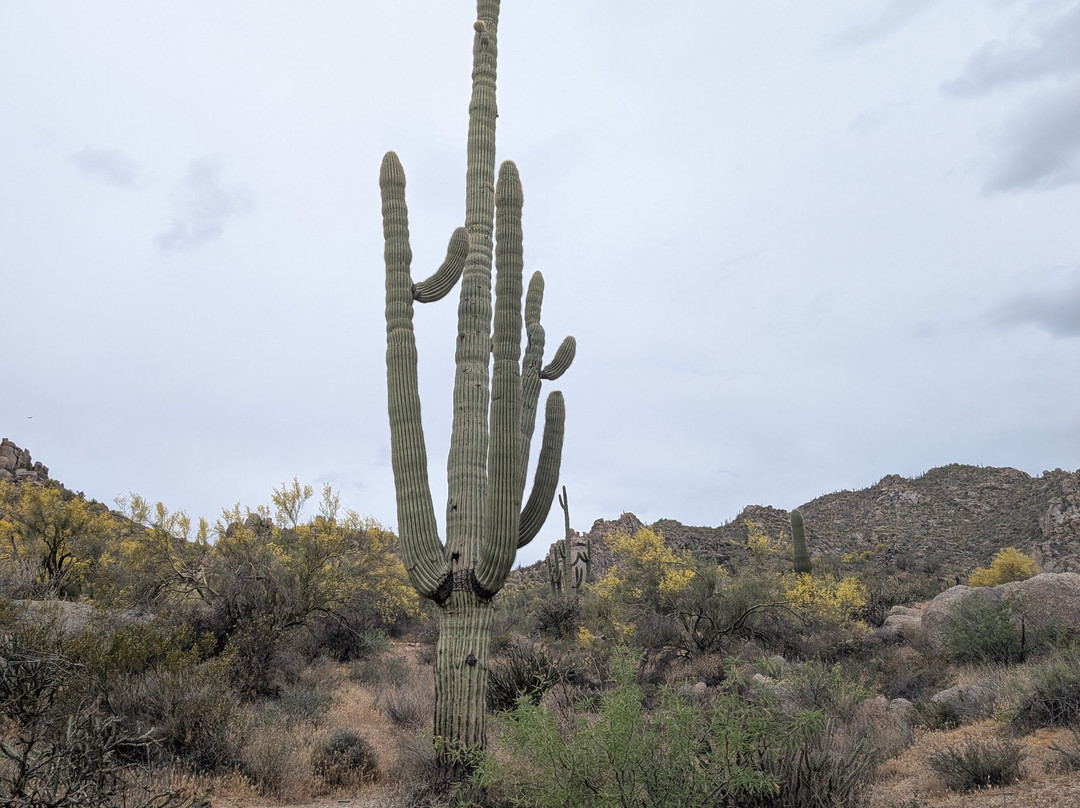 McDowell Sonoran Preserve-斯科茨代尔必去景点