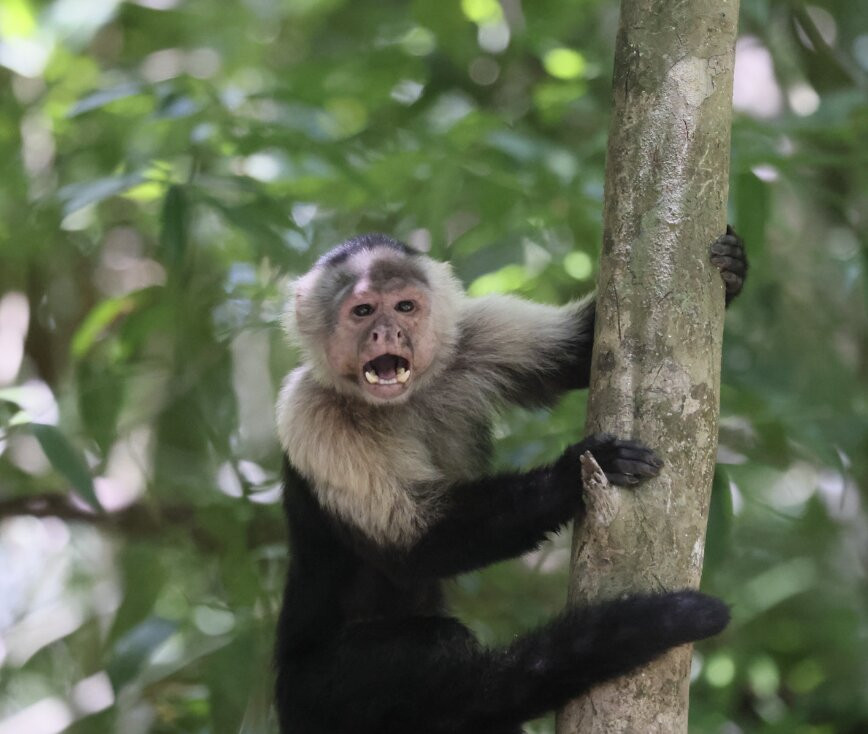 La Perla del Sur Adventures-Sierpe必去景点