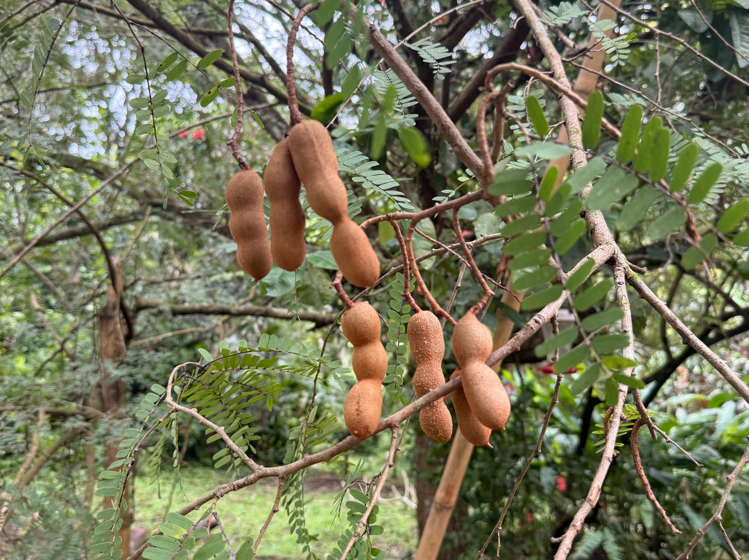 Sun Valley Plantation Hummingbird Garden-奥乔里奥斯必去景点