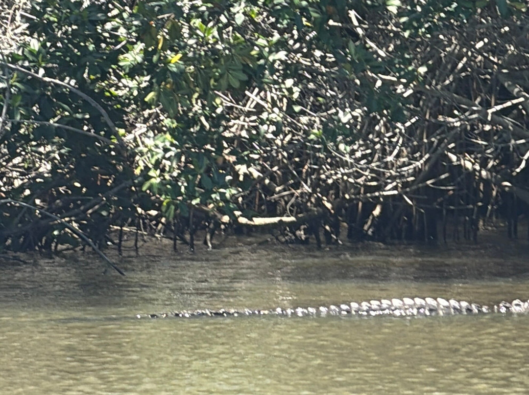 Captain Jack's Airboat Tours-大沼泽地必去景点