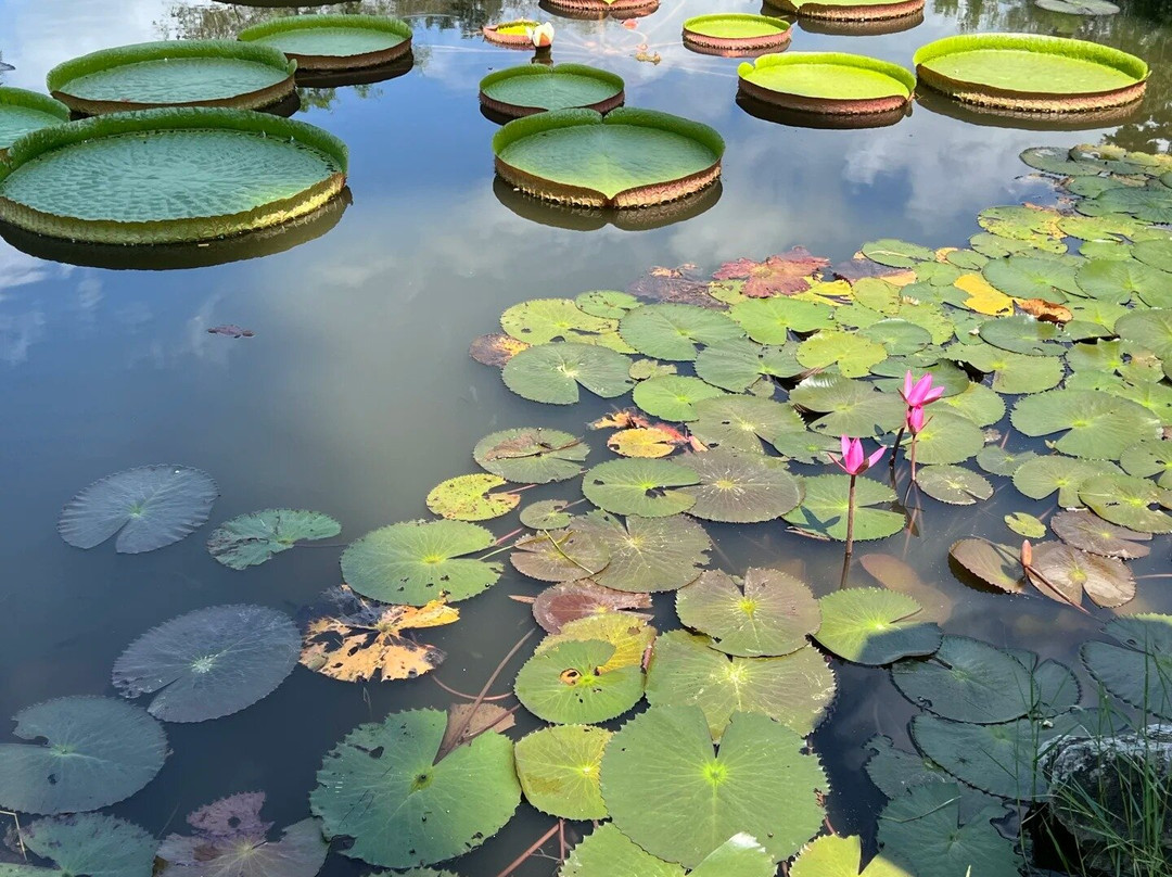Xishuangbanna Tropical Botanical Gardens-勐腊县必去景点