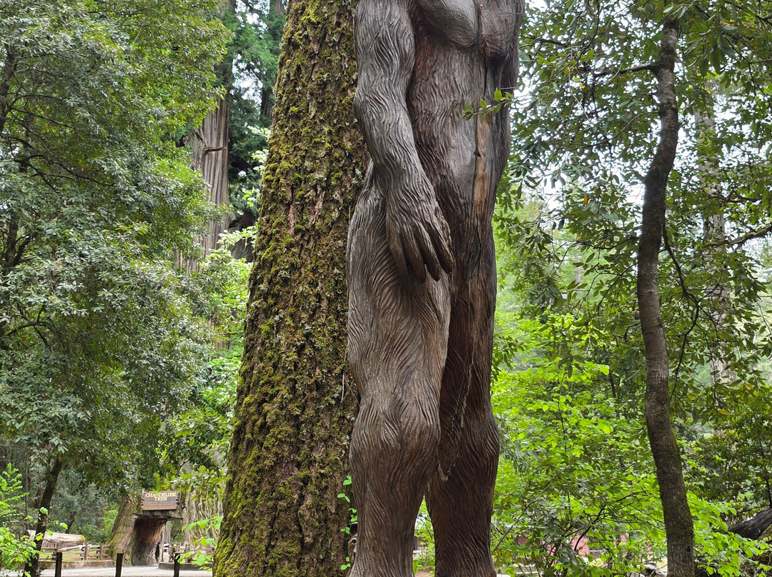 Chandelier Drive-Through Tree-莱吉特必去景点