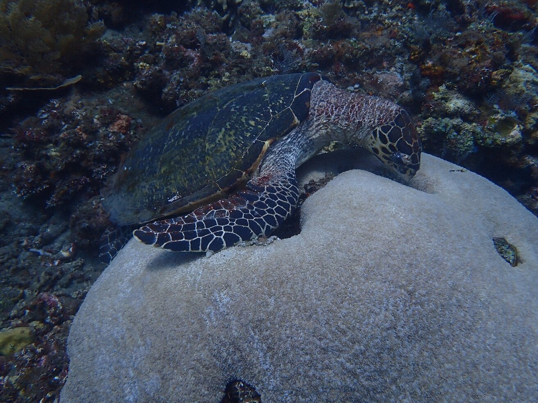 Abyss Dive Center Bali-艾湄湾必去景点