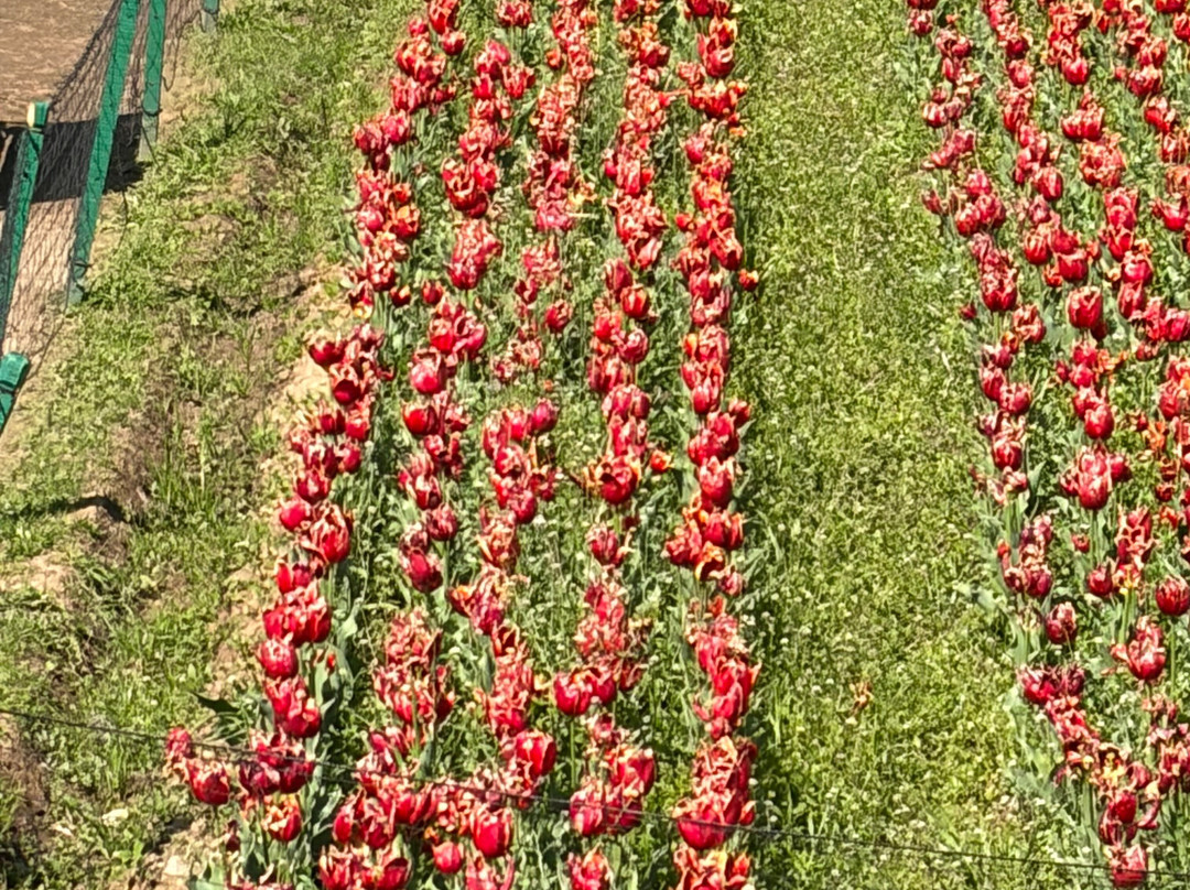 拉利特大皇宫斯里纳格酒店主图