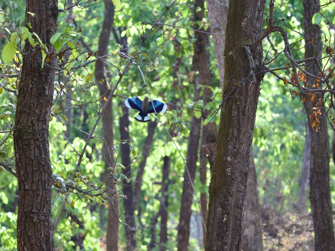 Bandhavgarh National Park-Bandhavgarh National Park必去景点