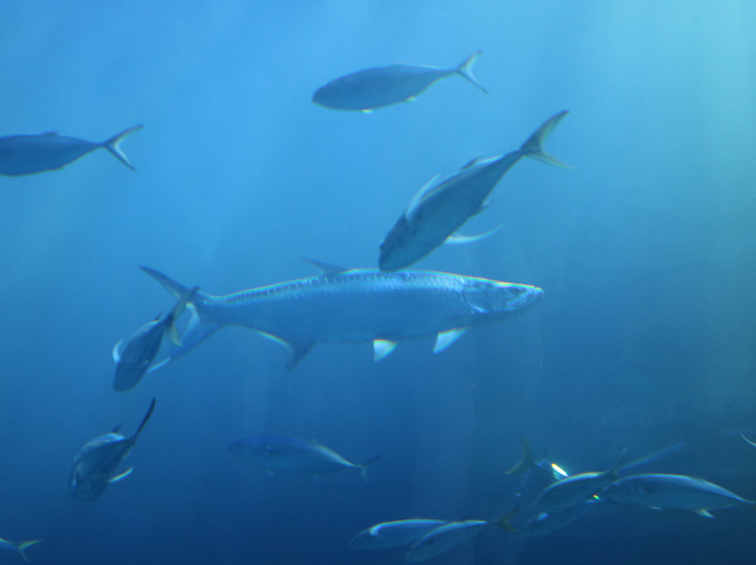 Mote Marine Laboratory & Aquarium-萨拉索塔必去景点