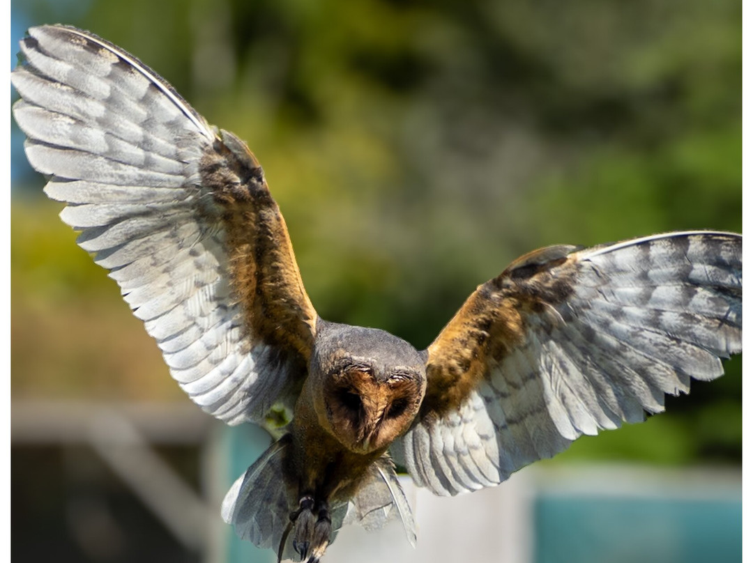 Thirsk Birds Of Prey Centre-瑟斯克必去景点