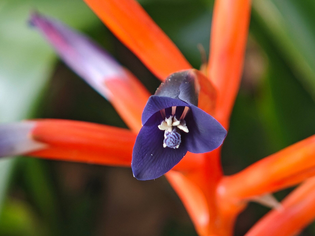 Botanischer Garten-德拉克鲁兹索尔港必去景点