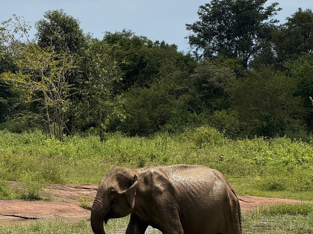 Udawalawe Ethical Safari-乌达瓦拉瓦必去景点