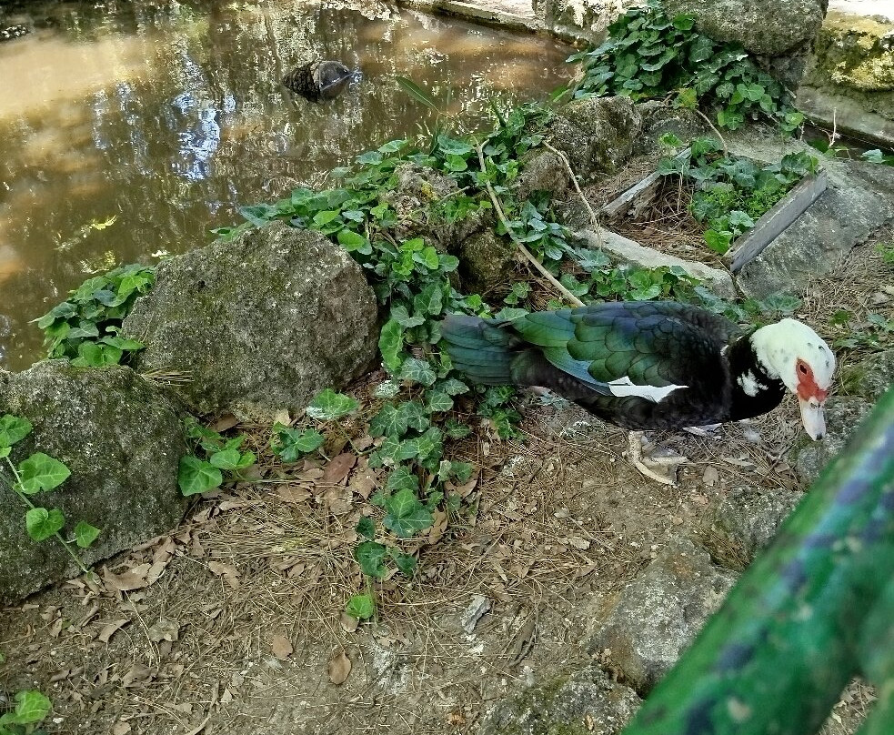 Rodini Park-罗德斯必去景点