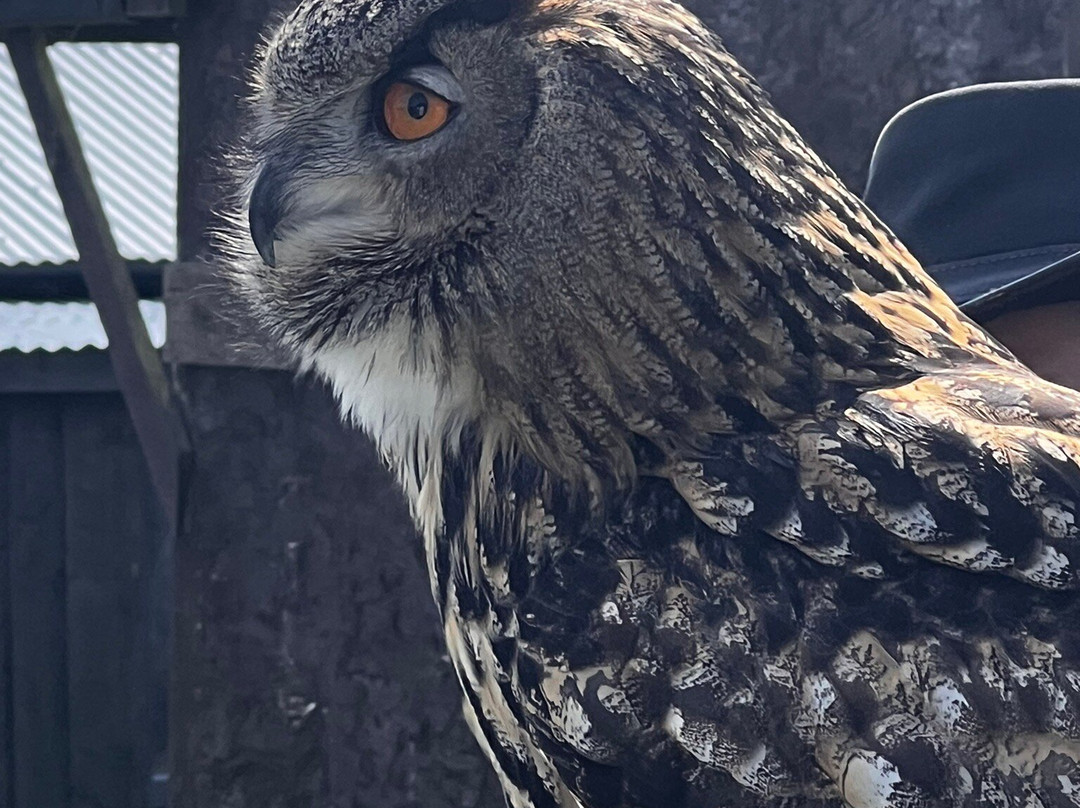 Bird on the Hand Falconry Experiences-Church Langton必去景点