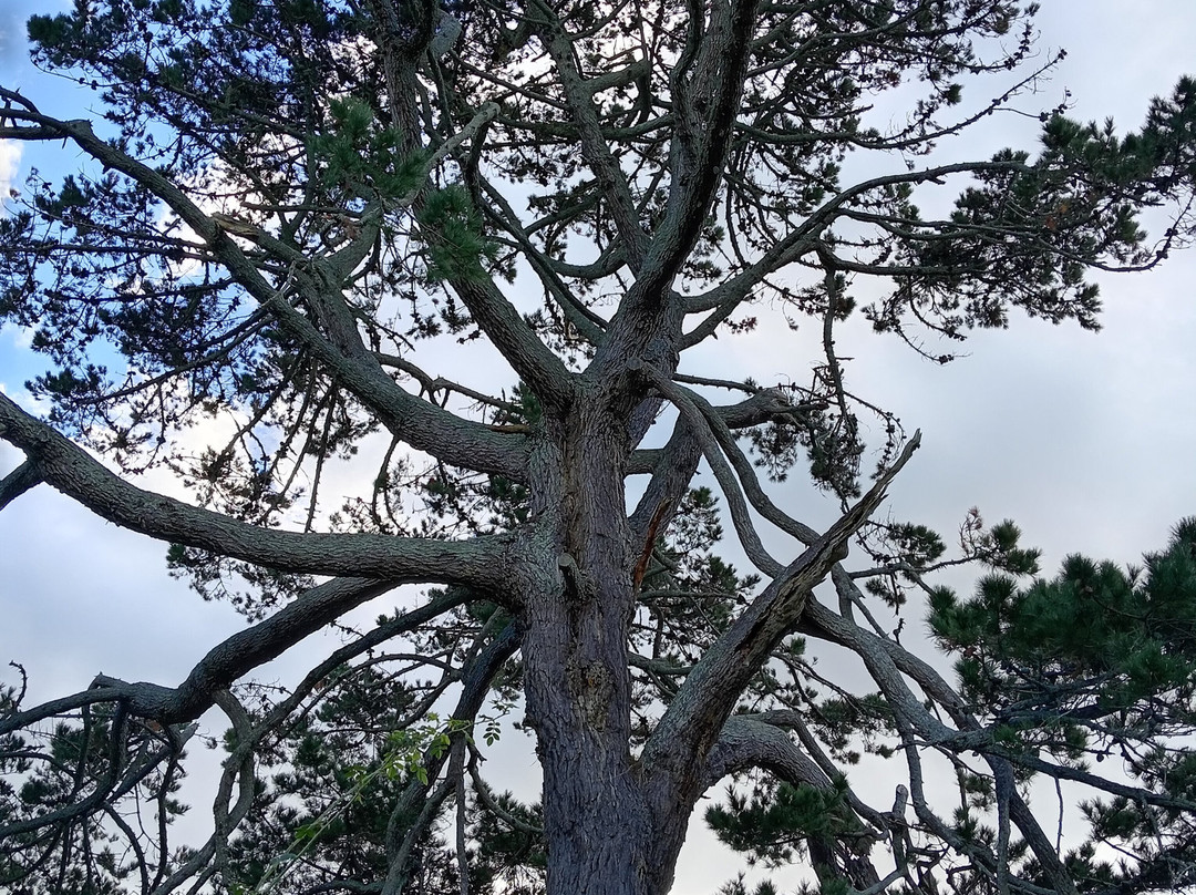 霍比屯电影外景地游览-希努埃拉必去景点