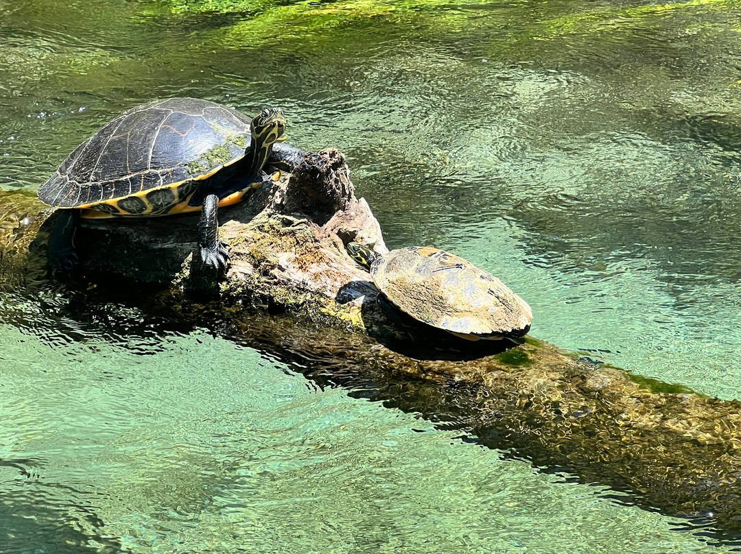 Ichetucknee Springs State Park-Fort White必去景点