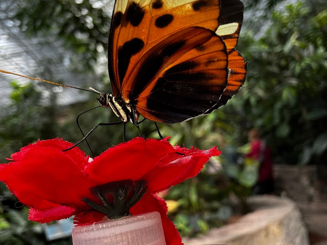 The Butterfly Palace-布兰森必去景点