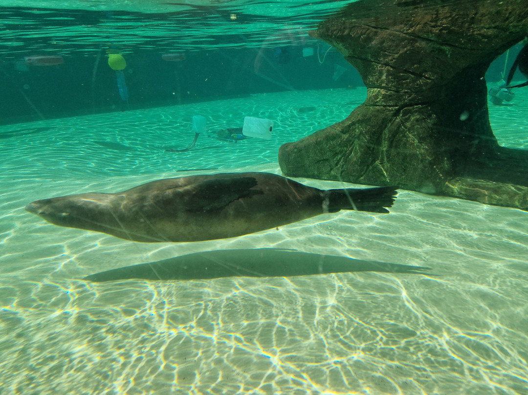 Welsh Mountain Zoo-科尔温湾必去景点