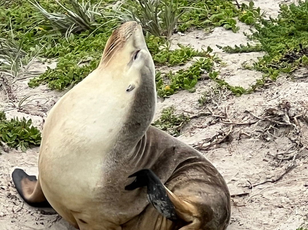 Seal Bay Conservation Park-Seal Bay必去景点