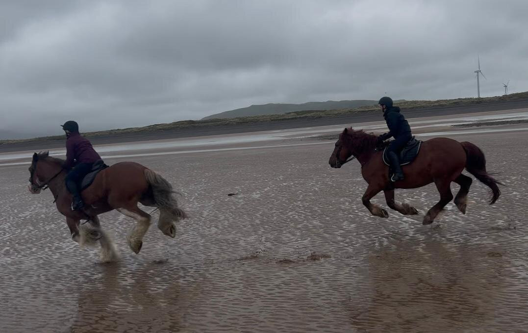 Cumbrian Heavy Horses-Millom必去景点