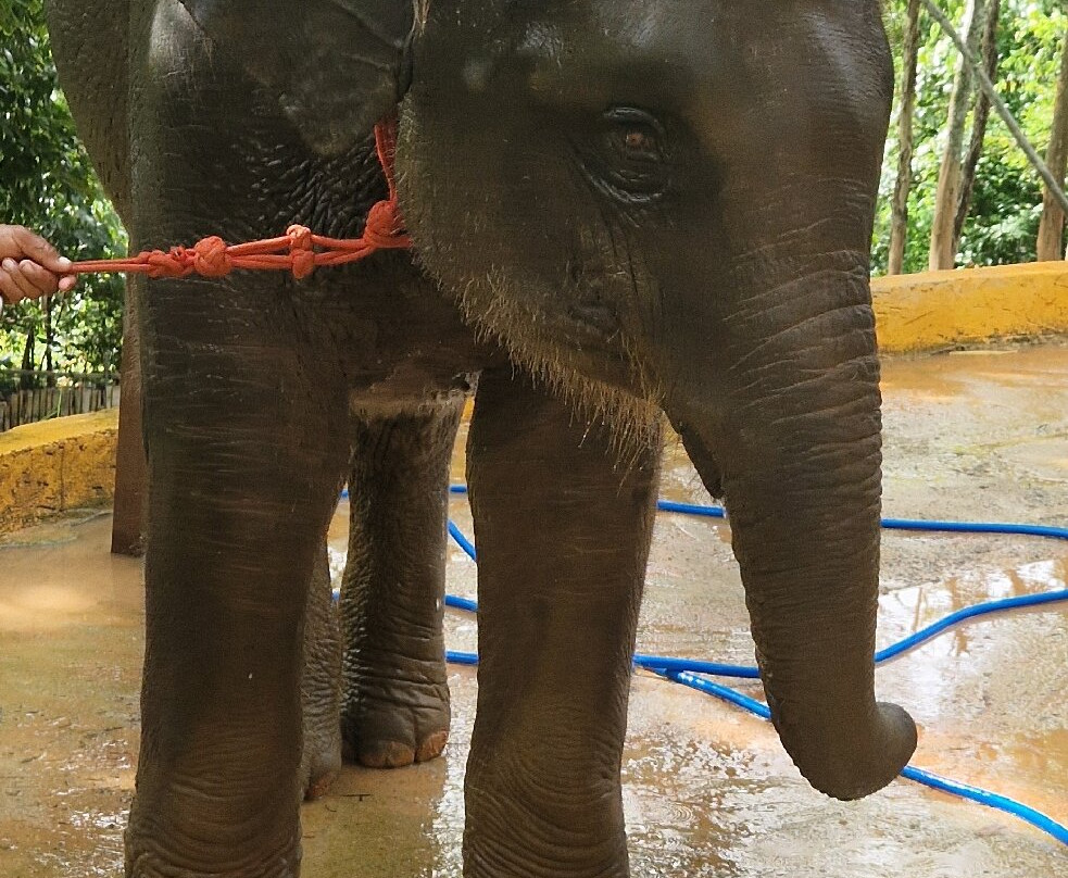 Phuket Elephant Care-奈通必去景点