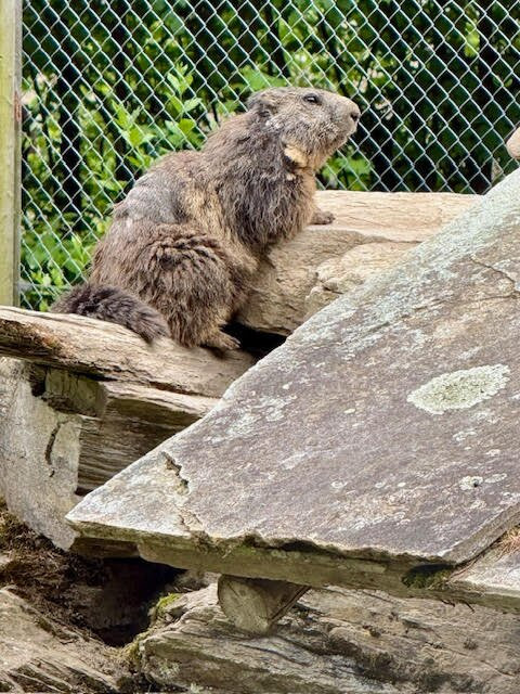 Alpine Wildlife Park Interlaken-因特拉肯必去景点