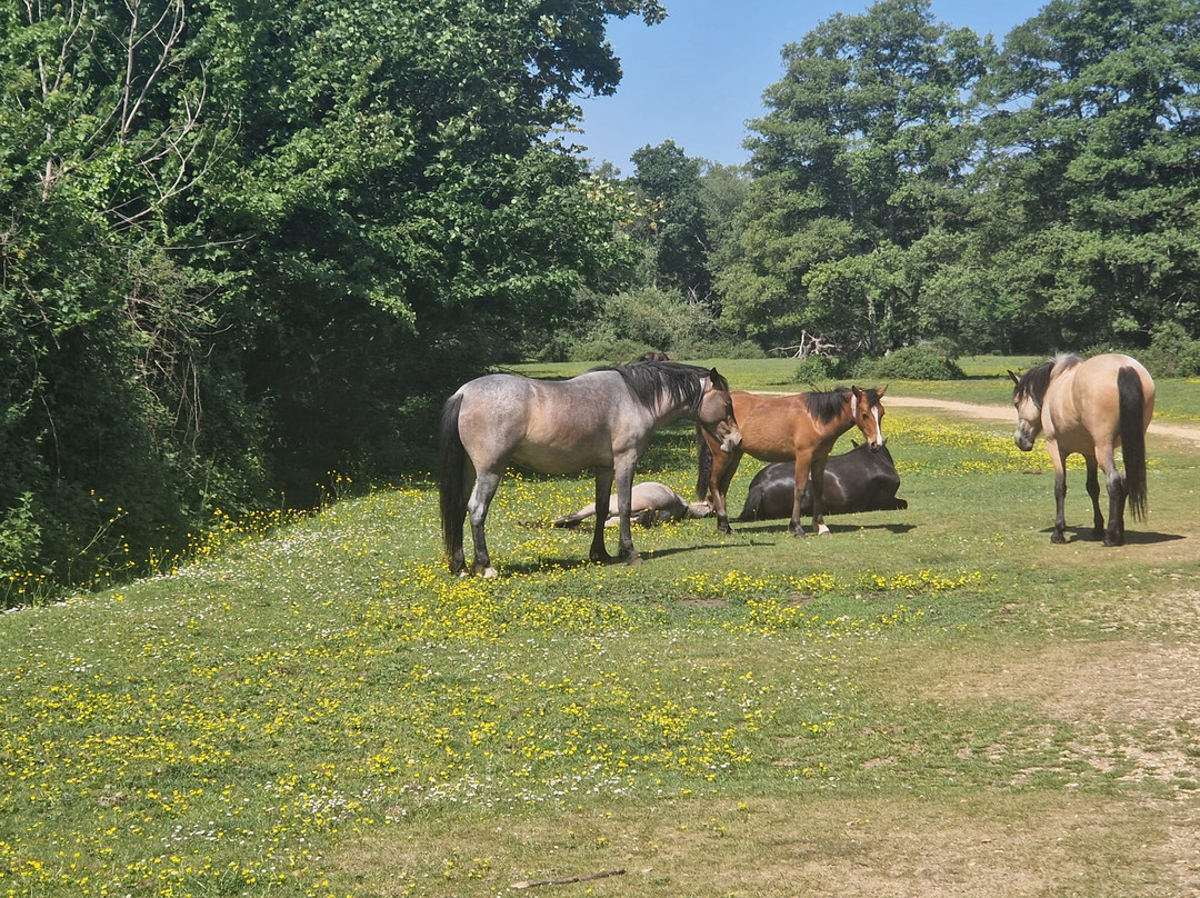 Cyclexperience (new Forest)-Brockenhurst必去景点