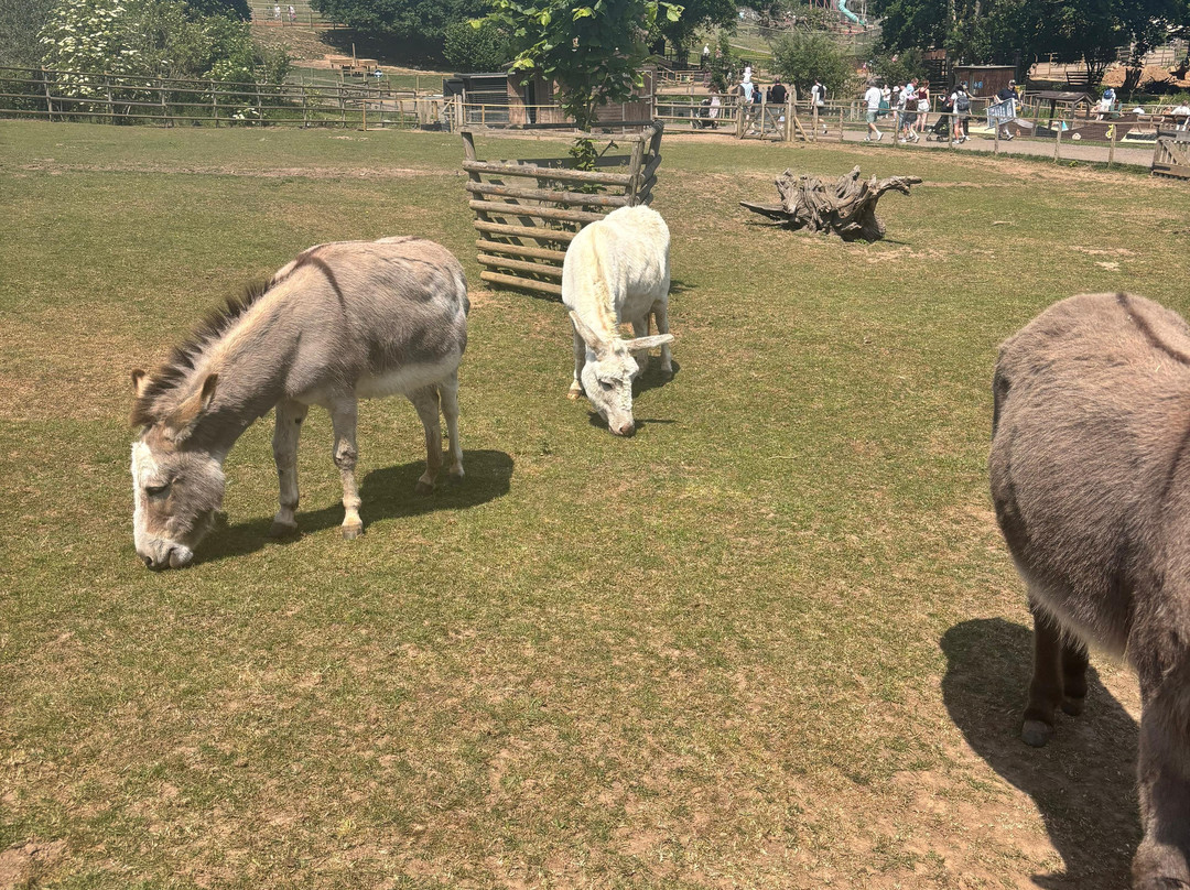 Jimmy's Farm & Wildlife Park-伊普斯威奇必去景点