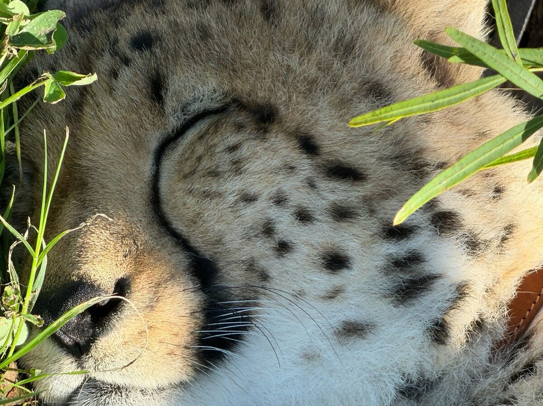 Cheetah Outreach - Somerset West-西索美塞必去景点